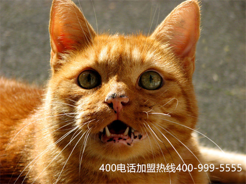 (移動,聯通,電信辦理400電話哪個好)(400電話辦理要怎么選代理商)